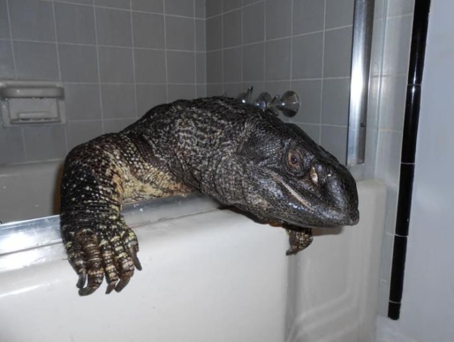 Acid Picdump (96 pics)