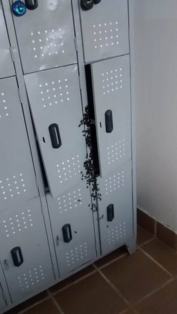 Acid Picdump (96 pics)