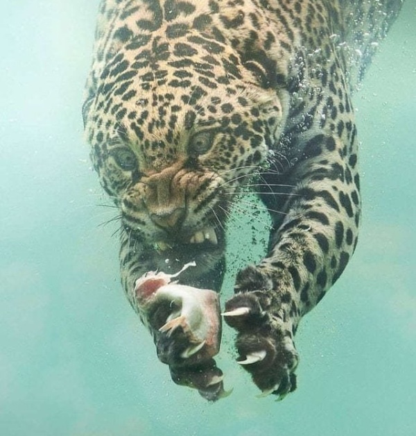 Fishing Leopard Photoshop Battle (14 pics)