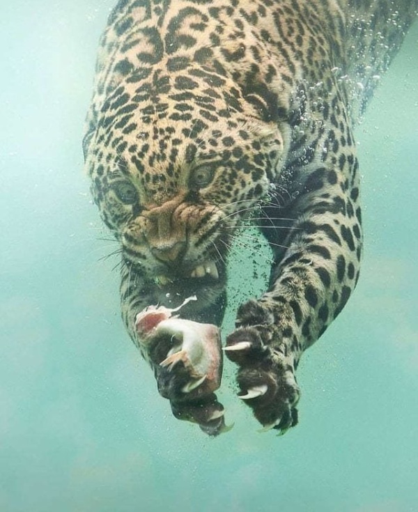 Fishing Leopard Photoshop Battle (14 pics)