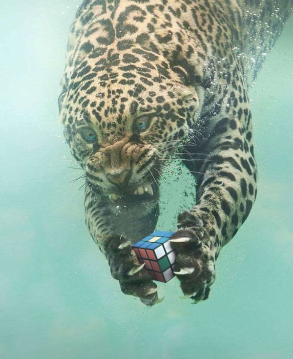 Fishing Leopard Photoshop Battle (14 pics)