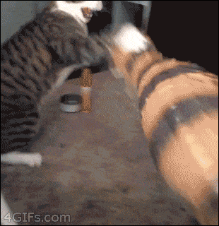 Acid Gifdump, October 25, 2018 (25 gifs)