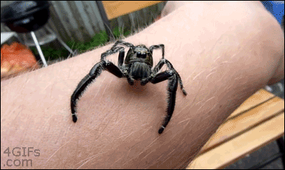 Acid Gifdump, October 25, 2018 (25 gifs)