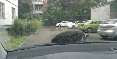 Acid Gifdump, October 25, 2018 (25 gifs)