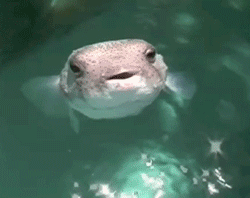 Acid Gifdump, October 25, 2018 (25 gifs)