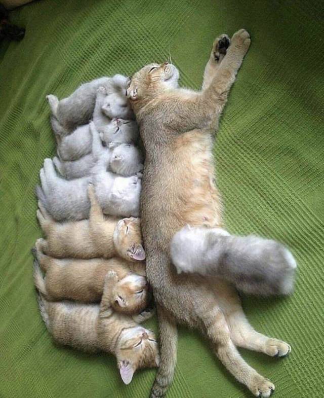 Acid Picdump (92 pics)