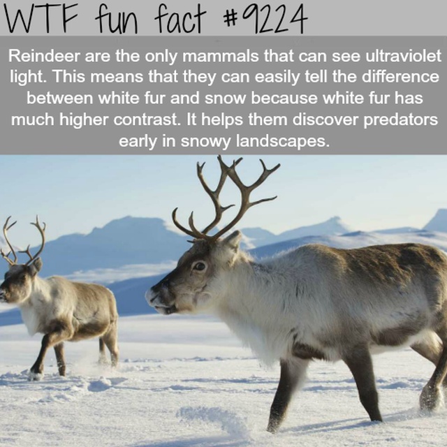 Interesting Facts (13 pics)