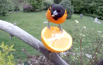 Acid Gifdump, October 26, 2018 (25 gifs)