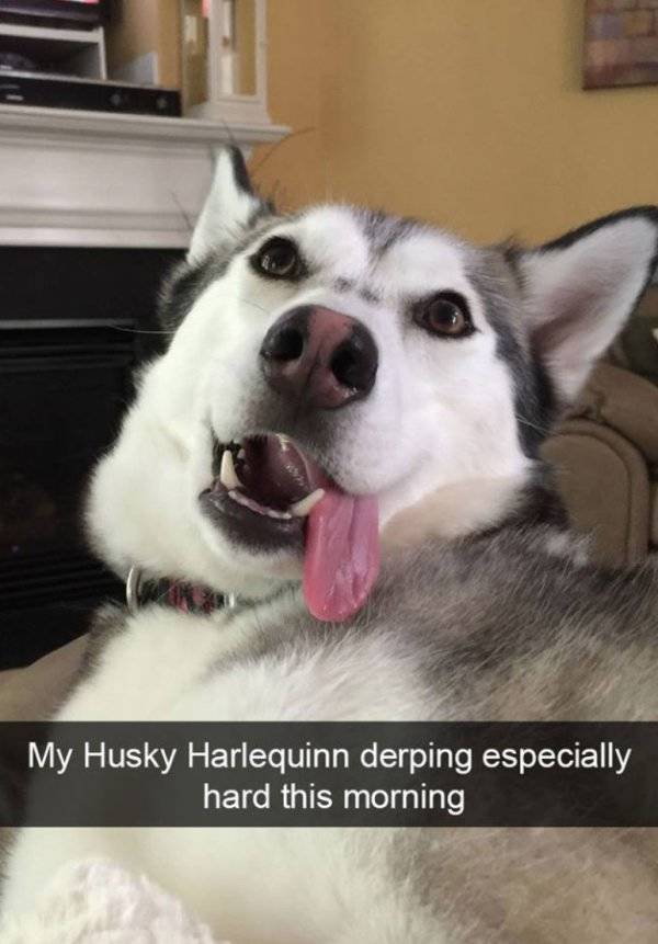 Huskies Are Cute And Derpy At The Same Time (36 pics)