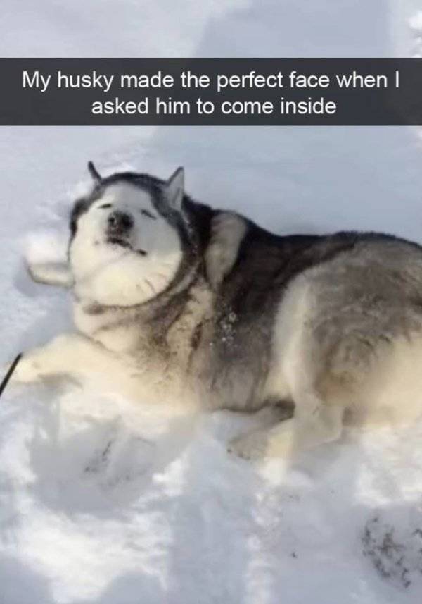 Huskies Are Cute And Derpy At The Same Time (36 pics)
