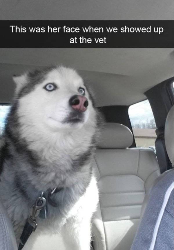 Huskies Are Cute And Derpy At The Same Time (36 pics)