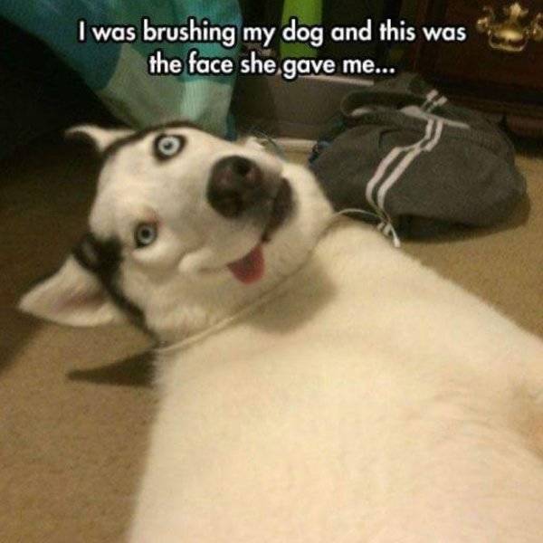 Huskies Are Cute And Derpy At The Same Time (36 pics)