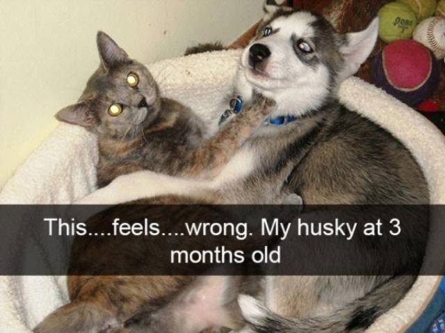 Huskies Are Cute And Derpy At The Same Time (36 pics)