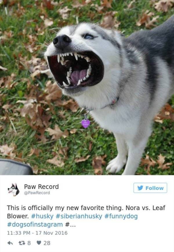 Huskies Are Cute And Derpy At The Same Time (36 pics)