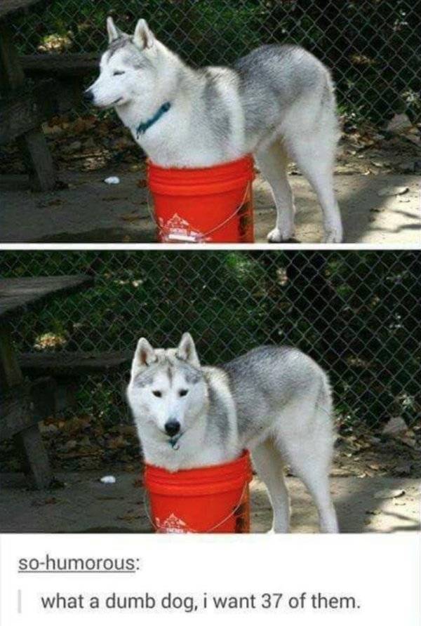 Huskies Are Cute And Derpy At The Same Time (36 pics)