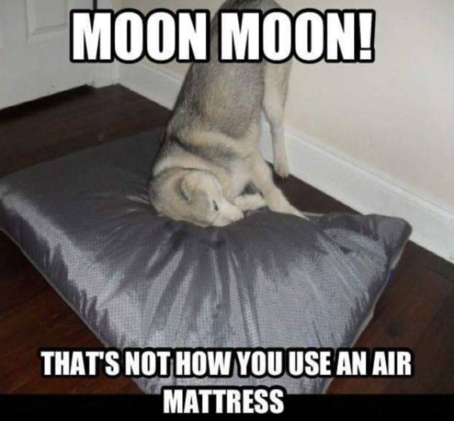 Huskies Are Cute And Derpy At The Same Time (36 pics)