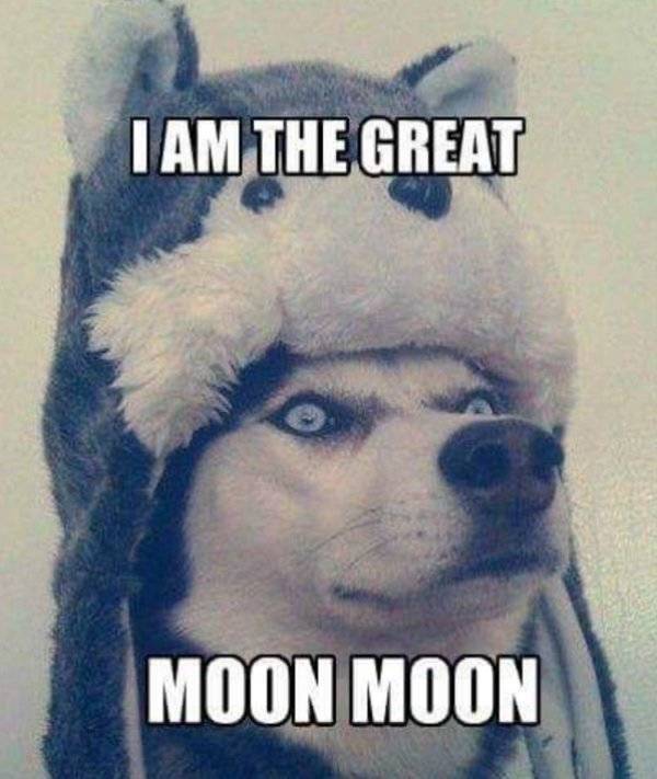 Huskies Are Cute And Derpy At The Same Time (36 pics)