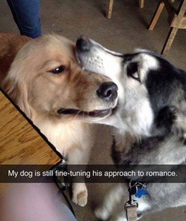 Huskies Are Cute And Derpy At The Same Time (36 pics)