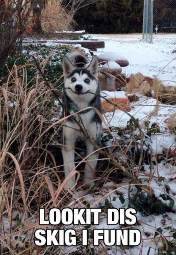 Huskies Are Cute And Derpy At The Same Time (36 pics)