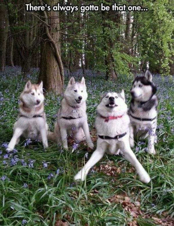 Huskies Are Cute And Derpy At The Same Time (36 pics)