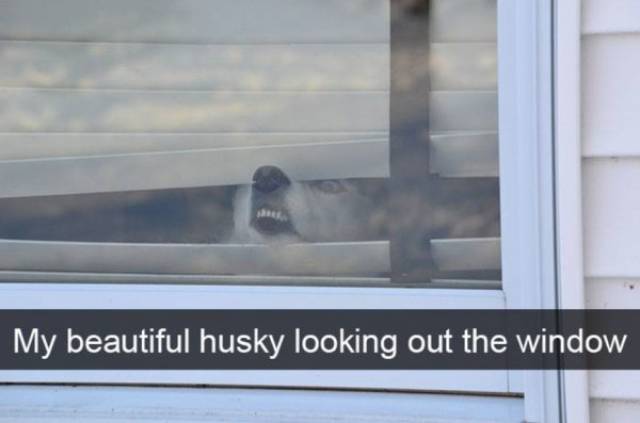 Huskies Are Cute And Derpy At The Same Time (36 pics)