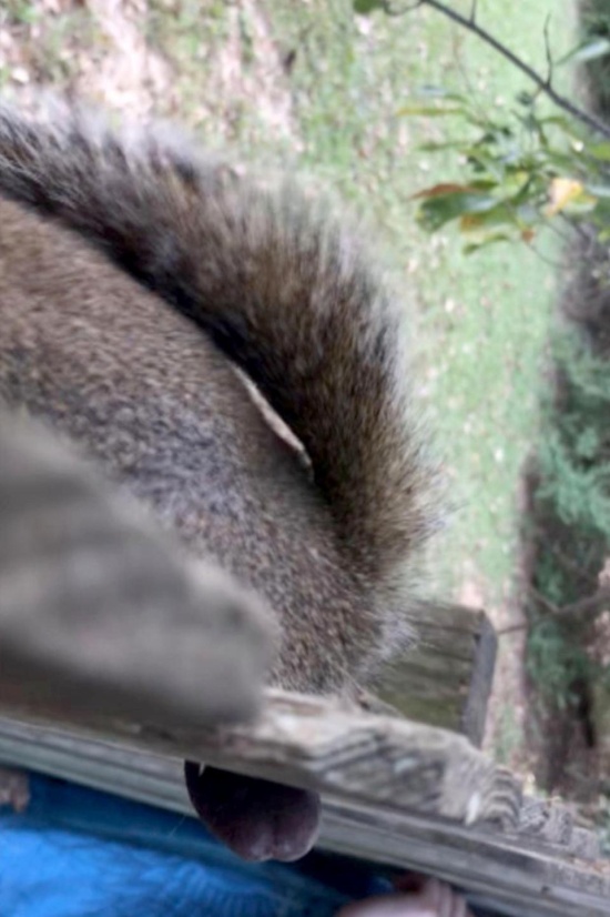 Squirrel Is Found Stuck In A Fence By His Testicles. He Was Rescued (3 pics)