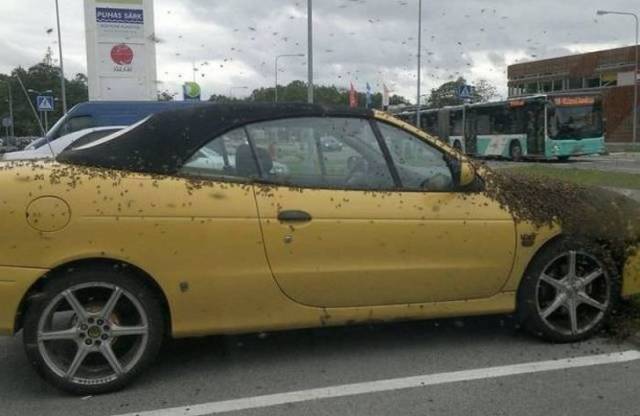 WTF Photos (38 pics)