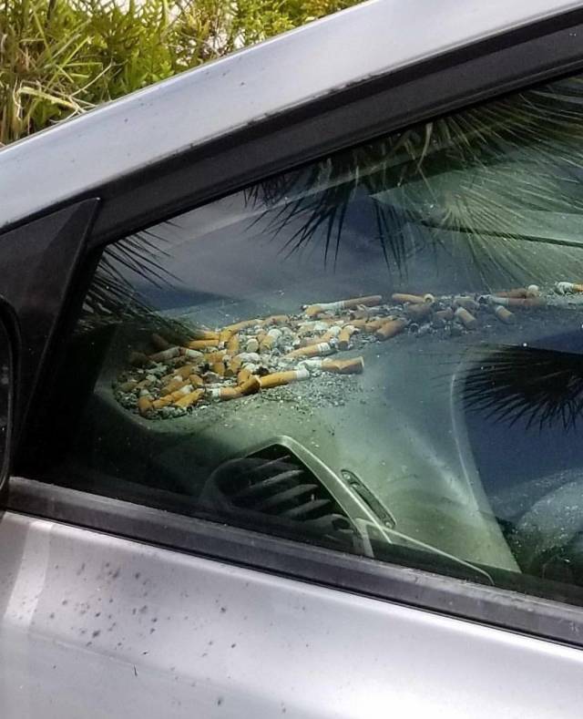 WTF Photos (38 pics)