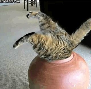 Acid Gifdump, October 30, 2018 (25 gifs)