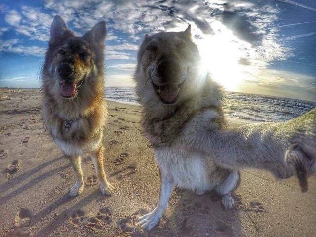 Acid Picdump (99 pics)