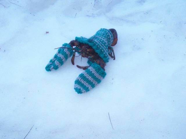 Acid Picdump (99 pics)