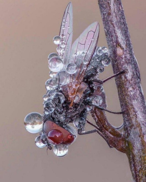 Acid Picdump (99 pics)