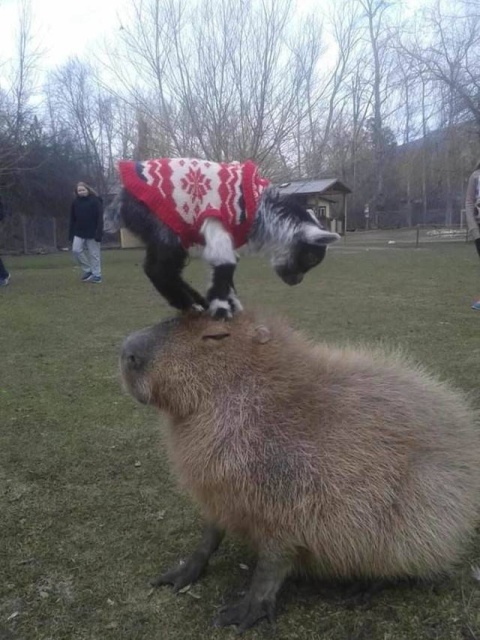 Acid Picdump (99 pics)