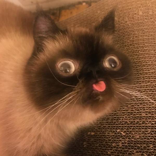 Acid Picdump (99 pics)