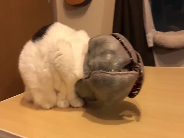 Horror Cat Halloween Costume