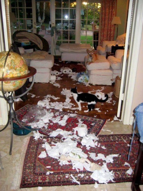 Acid Picdump (95 pics)