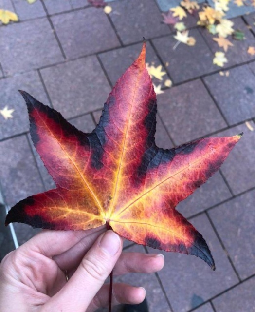 Acid Picdump (95 pics)