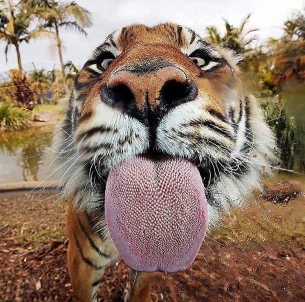 Acid Picdump (95 pics)