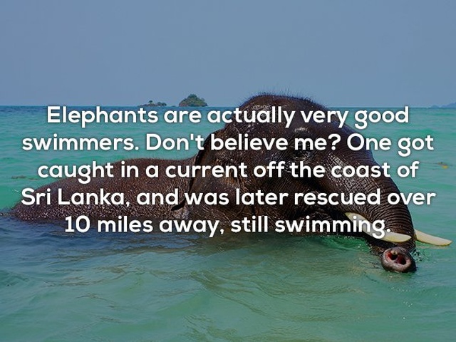 Interesting Facts (25 pics)