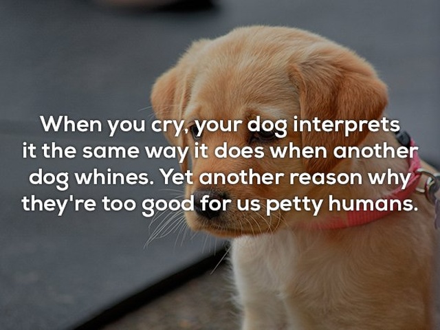 Interesting Facts (25 pics)