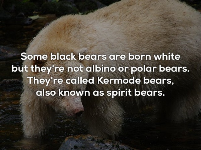 Interesting Facts (25 pics)