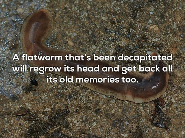 Interesting Facts (25 pics)