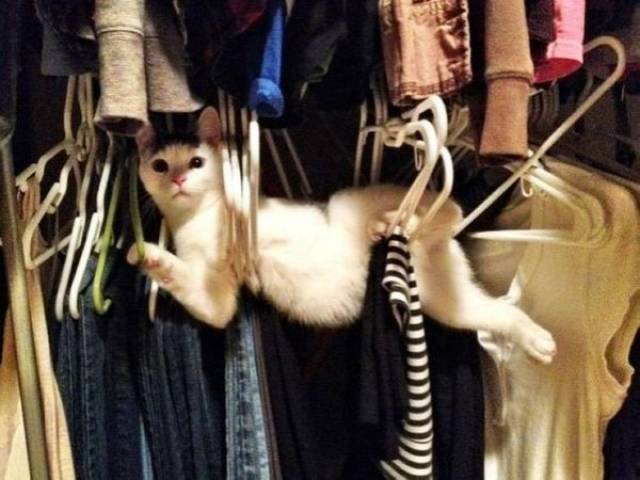 Funny Animals (55 pics)