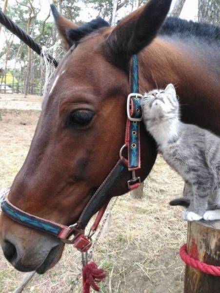 Funny Animals (55 pics)