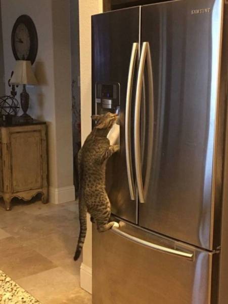 Funny Animals (55 pics)