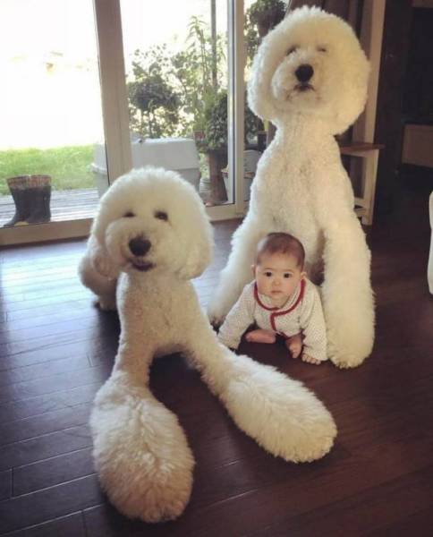 Funny Animals (55 pics)