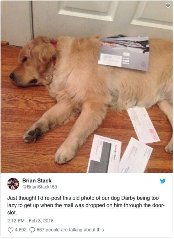Funny Animals (55 pics)
