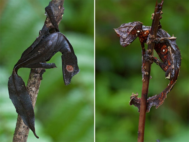 The Most Metal Animals Ever (20 pics)