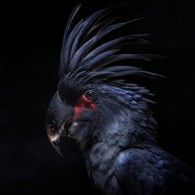 The Most Metal Animals Ever (20 pics)