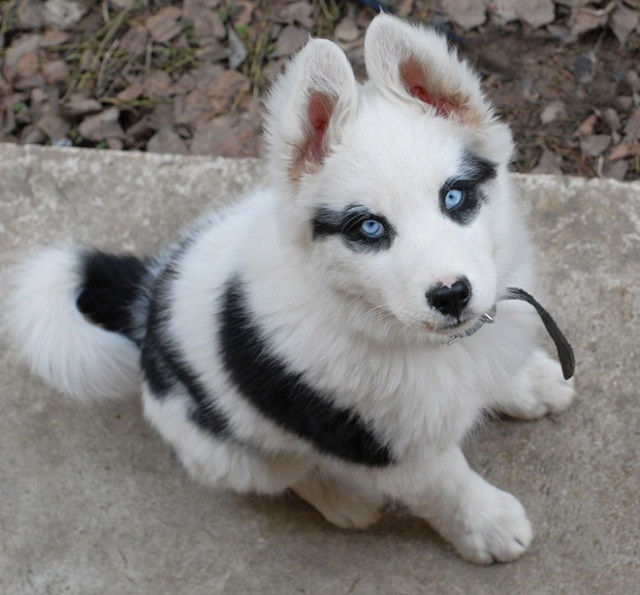 The Most Metal Animals Ever (20 pics)